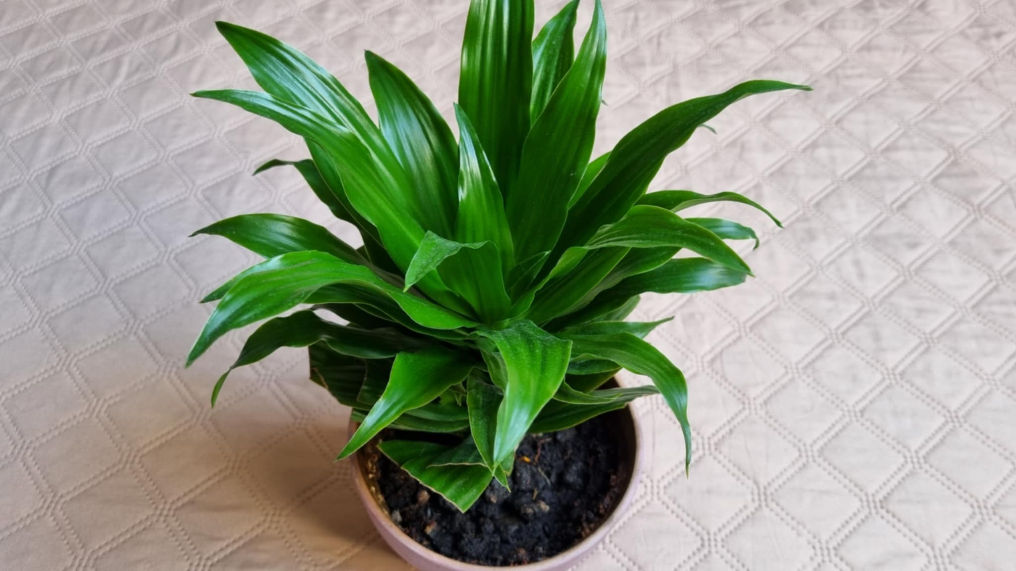 Dracaena fragrans Image 2